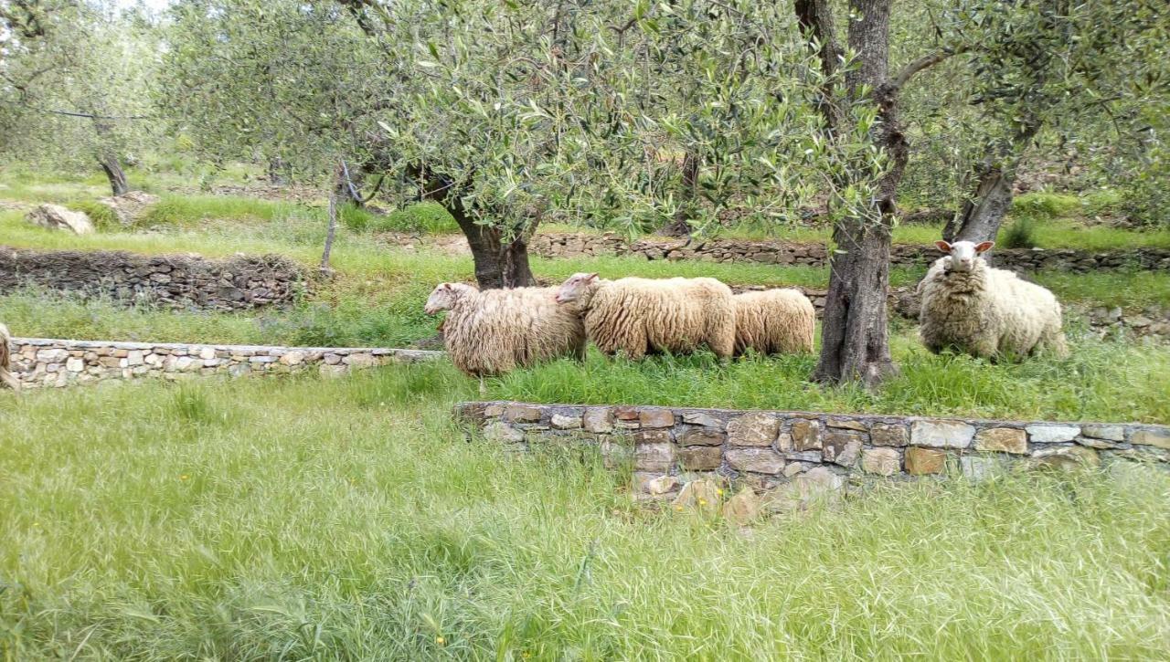 Agriturismo La Rocca San Bartolomeo Al Mare Buitenkant foto